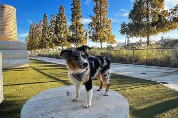 Dog Park at Curtis Hixon Waterfront Park photo 2